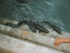 350 Huahine Blue-Eyed Eels.JPG (39 KB)